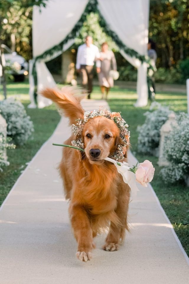 Fondo Boda 3